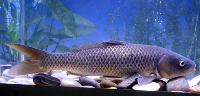 (Cyprinus Linnaeus, 1758) Род Ципринусы, Циприны, Карпы, Сазаны, Genus